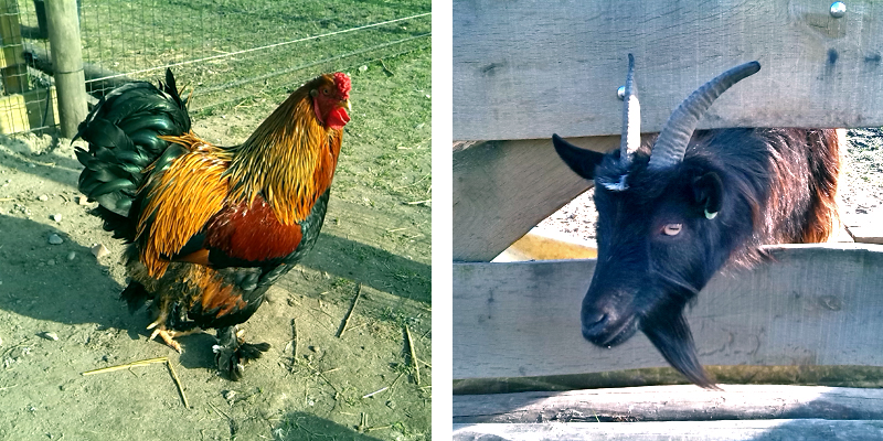 Een haan en geit op de kinderboerderij