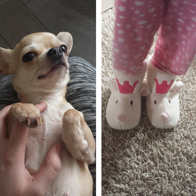 Onze hond en de nieuwe schoentjes van onze dochter